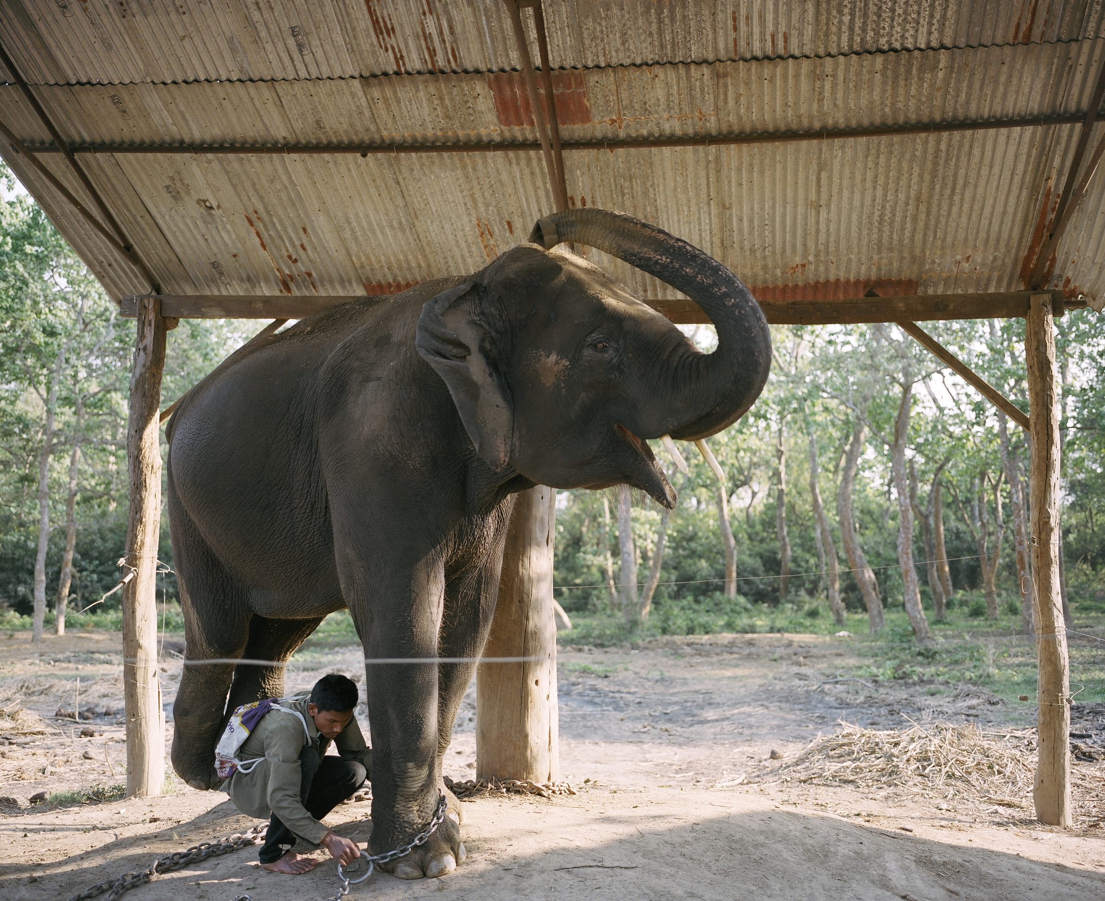 Captive elephant standing under a shelter, Hattisar, Nepal