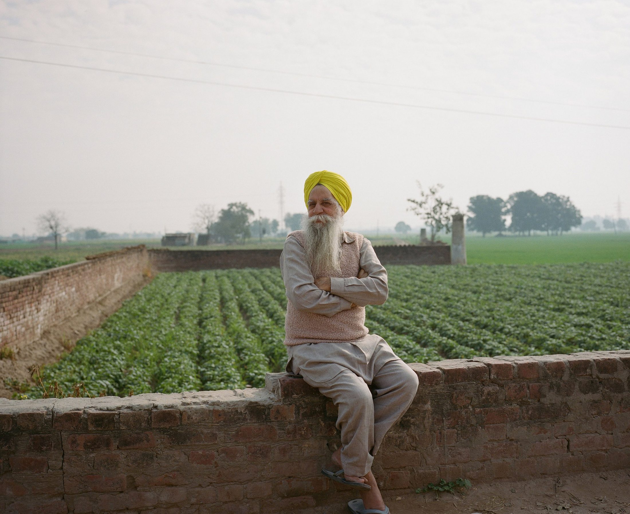 Sikh farmer seated on a wall above his field, Punjab